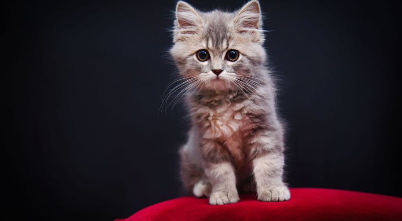 What to Know Before Adopting Your First Pet