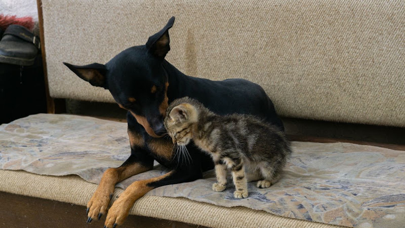 What to Know Before Adopting Your First Pet
